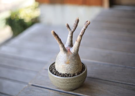 グラキリス　 Pachypodium Gracilius