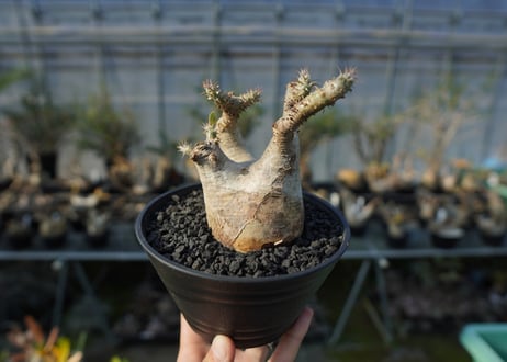 パキポディウム マカイエンセ　Pachypodium makayense　No.3