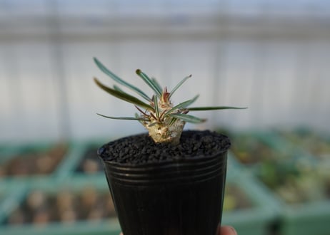 パキポディウム　グラキリス　 Pachypodium Gracilius  No.3