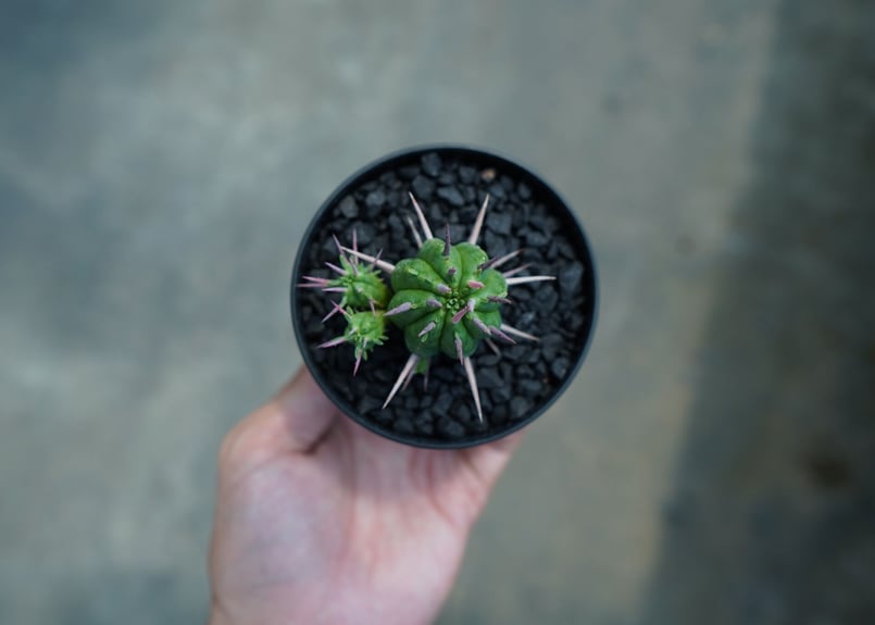 ユーフォルビア フェロックス Euphorbia ferox No.1 | mana's f