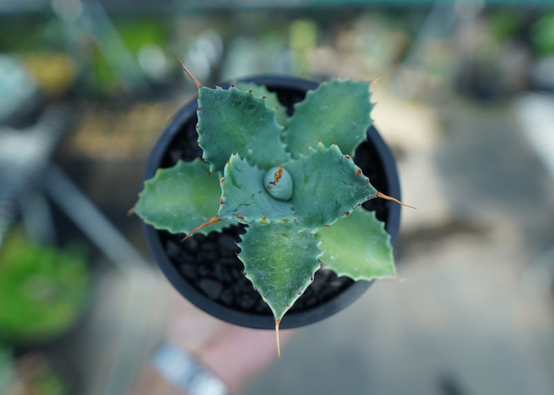アガベ イシスメンシス Agave Isthmensis No.2 | mana's farm