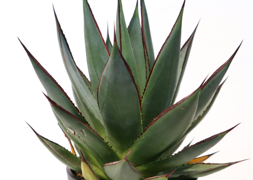 アガベ　ブルーグロー　※中株25㎝‼️ アガベ ブルーグロー Agave 'Blue Glow' no.22809 | 芽の巣山