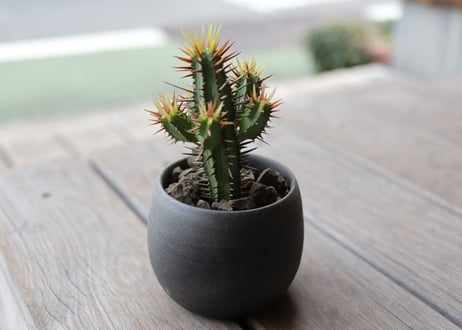 ユーフォルビア黄刺紅彩閣　euphorbia enopla  Yellow spina