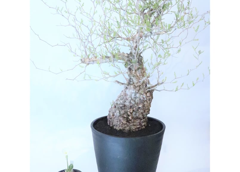 オペルクリカリア パキプス no.5 | mana's farm:塊根植物・アガベ