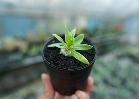 パキポディウム　恵比寿笑い　Pachypodium brevicaule　No.1