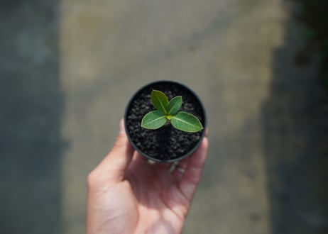 アデニウム　Adenium  No.2