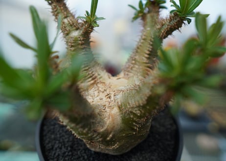 パキポディウム　グラキリス　Pachypodium  Gracilius No.6