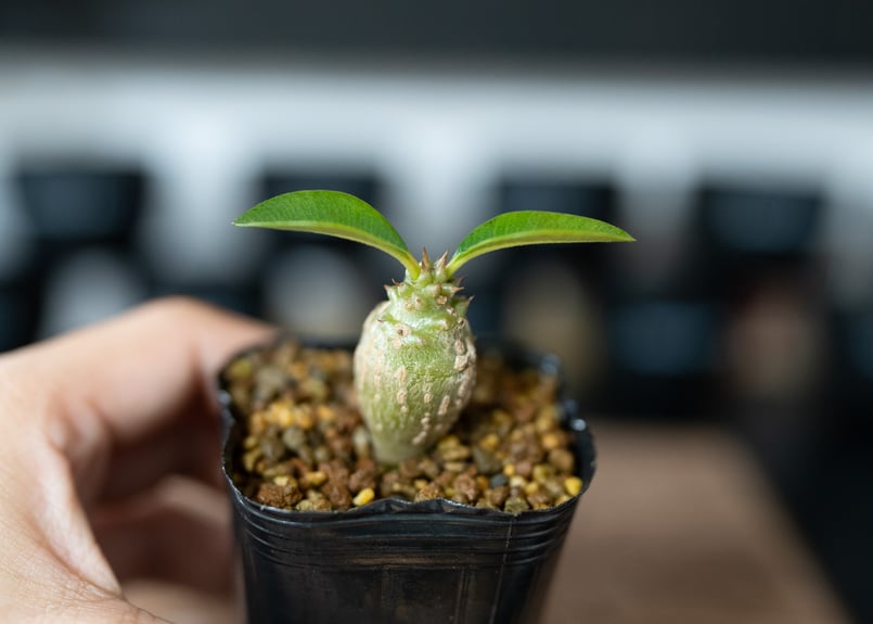 パキポディウム ウィンゾリー 沖縄実生 No.3 | mana's farm:塊根植物