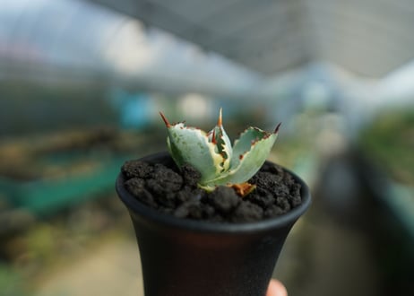 アガベ　兜蟹錦　Agave isthmensis “Kabutogani” variegata  No.1