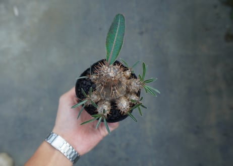 パキポディウム　カクチぺス　Pachypodium cactipes  No.1