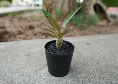 【沖縄実生株】パキポディウム　バロニー　Pachypodium baronii  No.2