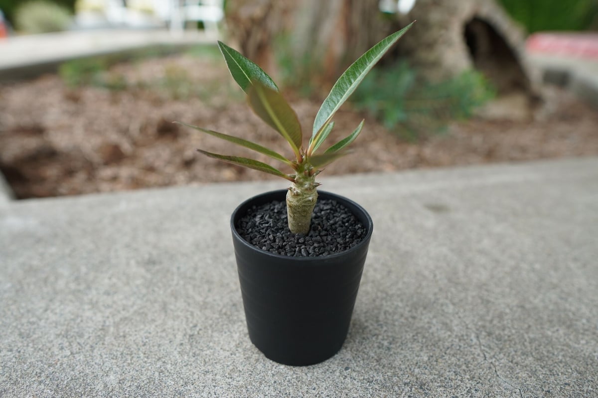 沖縄実生株】パキポディウム バロニー Pachypodium baronii No.2 |
