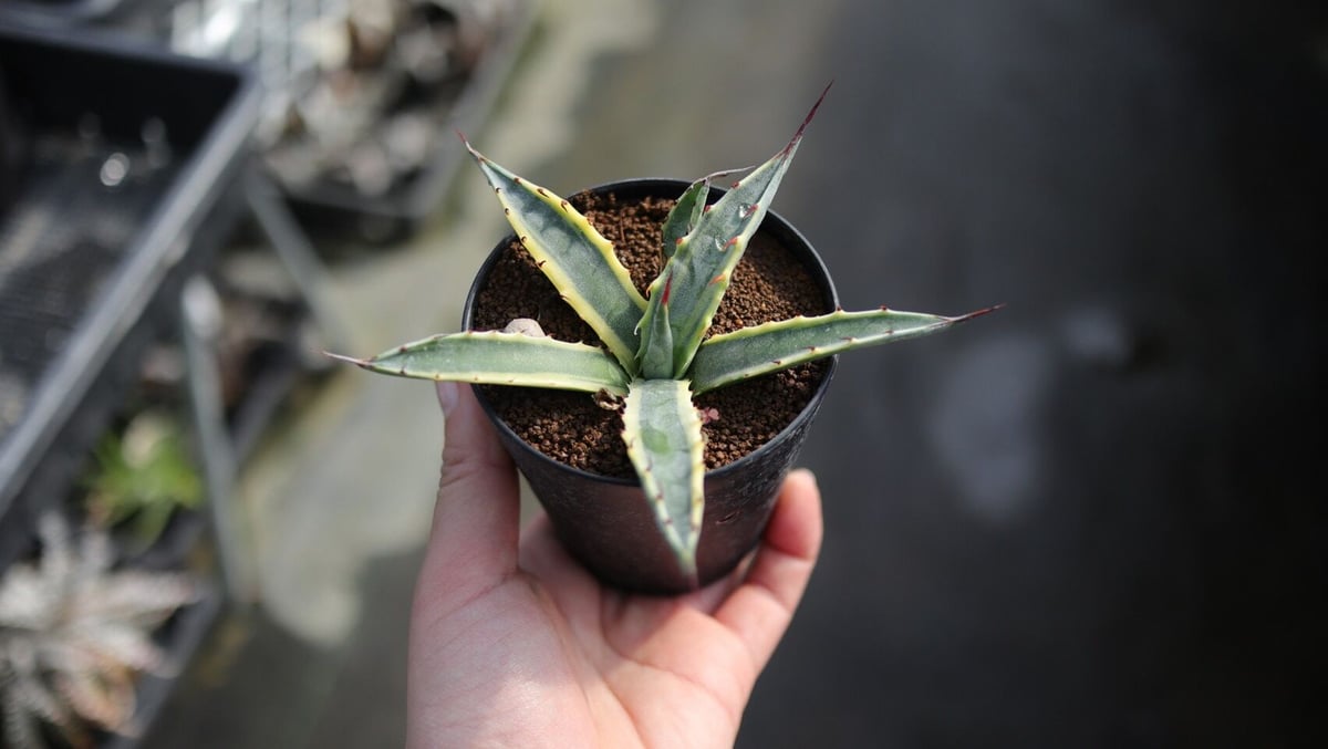 アガベ　スカブラ錦　カキコ　期間限定 アガベ スカブラ錦 カキコ 期間限定 アガベ