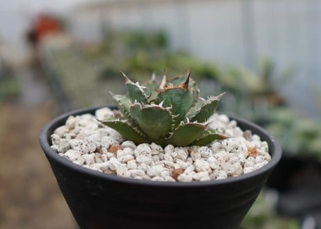 Agave titanota FO-76  E NO.2 (G)