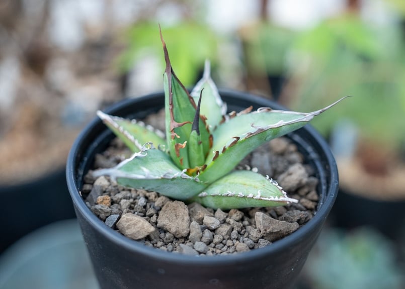 アガベオテロイ Red Venom agave titanota 'red venom'子株付き | カトーエンゲー
