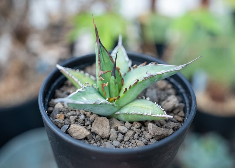 アガベ オテロイ agave oteroi No.1 | mana's green:塊根植物販