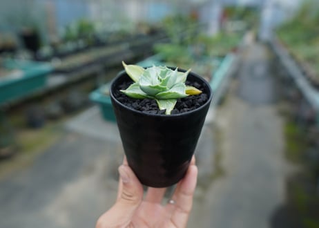 アガベ　王妃雷神錦　Agave　“Ohi Raijin Nishiki ”