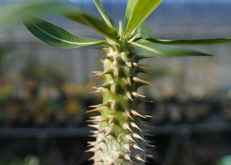 パキポディウム ホロンベンセ　Pachypodium　 horombense