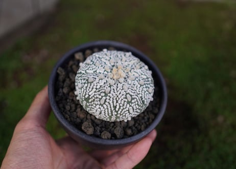 アストロフィツム　スーパー兜 Astrophytum asterias 'Super Kabuto'