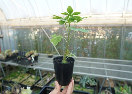 アデニア　グラウカ　Adenia glauca  No.2