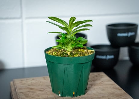 ドルステニア　ギガス　Dorstenia gigas