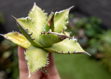 Agave Sowing seeds NO.2