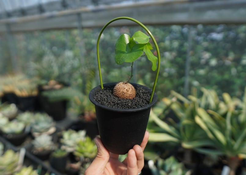 亀甲竜 Dioscorea elephantipes No.9 | mana's farm:塊