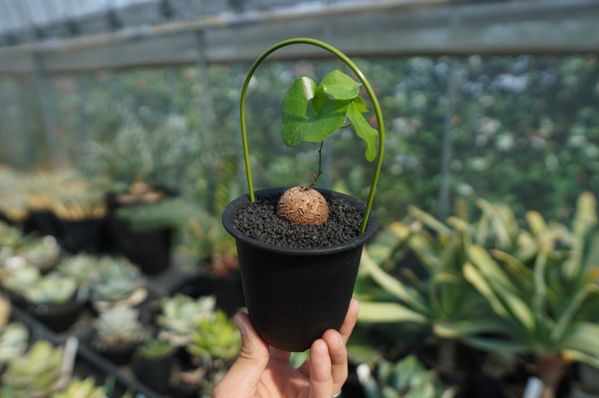亀甲竜 Dioscorea elephantipes No.9 | mana's farm:塊