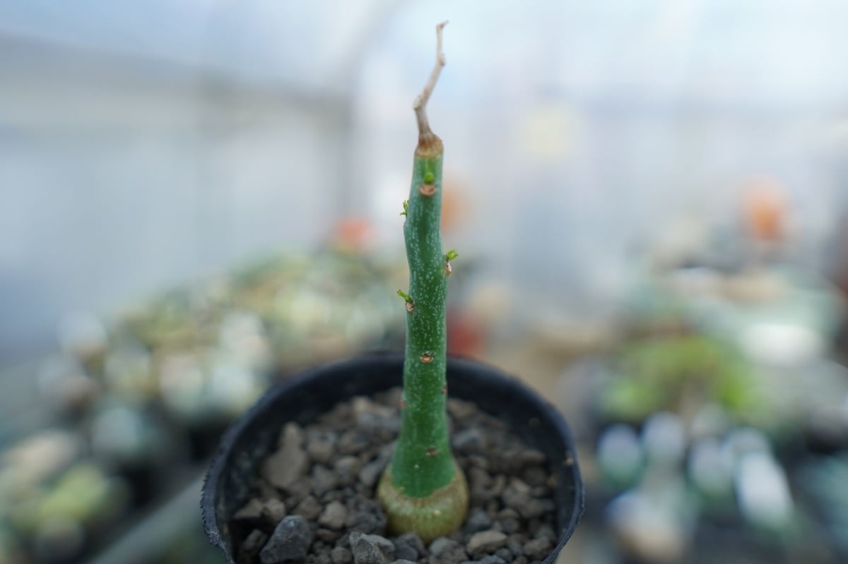 アデニア グラウカ Adenia Glauca No.3 | mana's farm:塊根植物