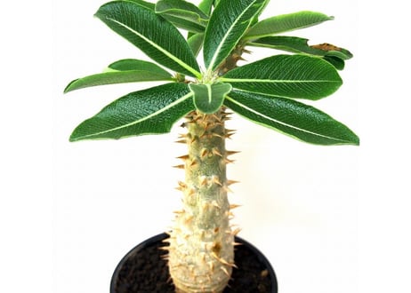 Pachypodium densiflorum シバ女王の玉櫛