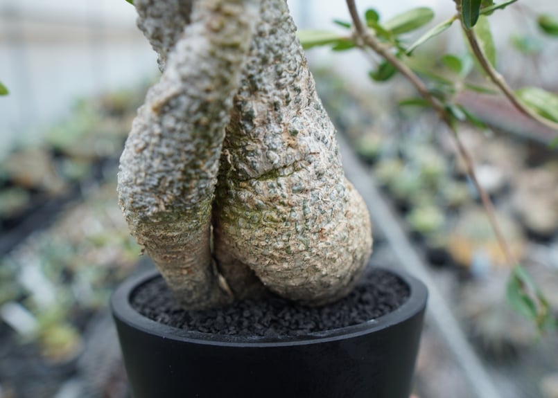 フォッケア エデュリス ”火星人” Fockea edulis | mana's farm:塊