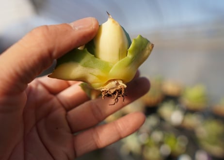 agave 王妃雷神黄中斑 NO.4