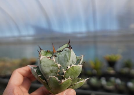 agave titanota ブラック＆ブルー　No.6