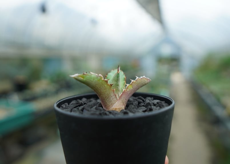 アガベ チタノタ 萬代厳竜 Agave lophantha×titanota No.1 | m アガベ チタノタ 萬代厳竜 Agave lophantha×titanota No.1 | m