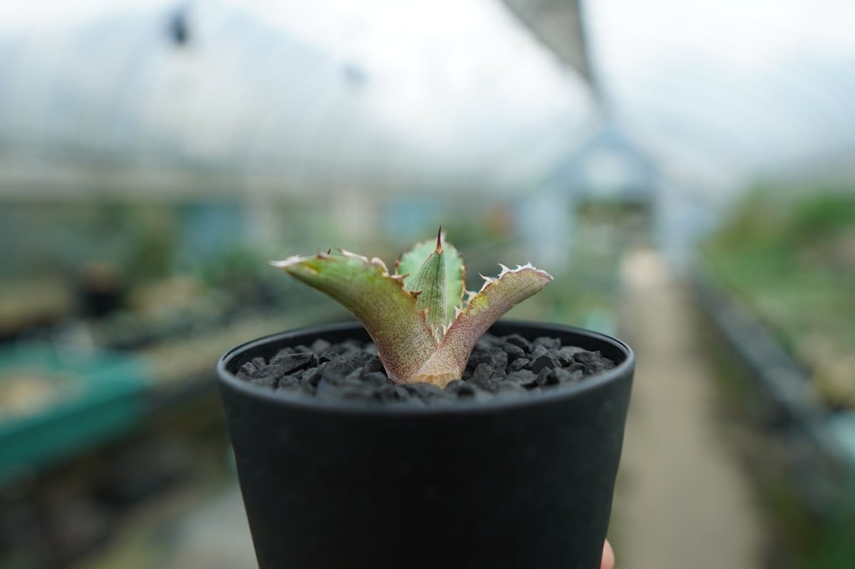 アガベ チタノタ 萬代厳竜 Agave lophantha×titanota No.1 | m