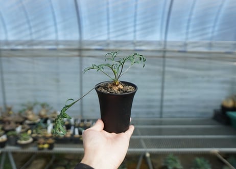 ペラルゴニウム　ビオリフロルム　Pelargonium violiflorum　C13