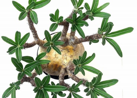 パキポディウム グラキリス　 Pachypodium Gracilius №1