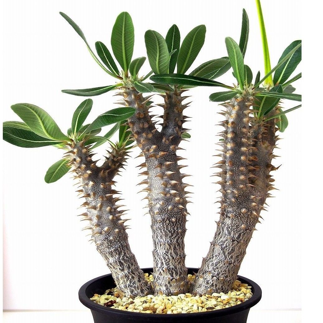 パキポディウム デンシフローラム シバの女王の玉櫛 Pachypodium