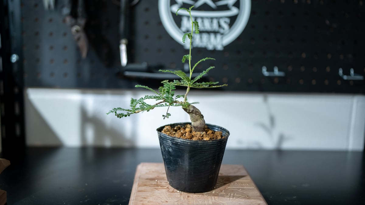 オペルクリカリア　ヒファエノイデス　錦　斑入り　根挿し　パワータンク オペルクリカリア ヒファエノイデス 錦 斑入り 根挿し パワータンク