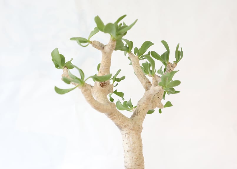 オトンナ フルカタ | mana's farm:塊根植物・アガベ・ドライガーデン