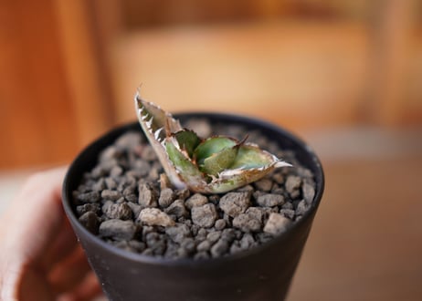 Agave titanota black＆blue 子株 No.1