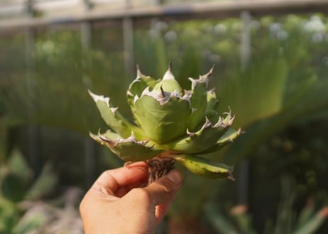 agave　姫厳竜　№11