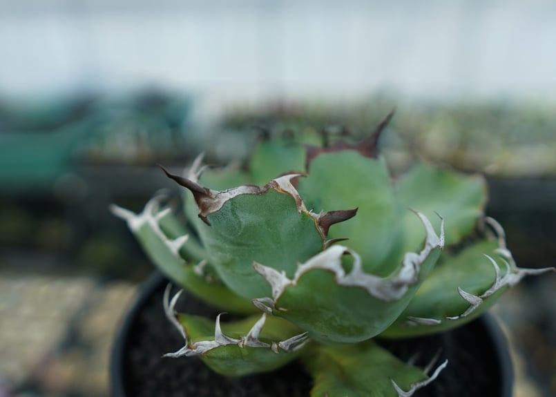 アガベ チタノタ 黒鯨 Agave titanota black whales No.3 | アガベ チタノタ 黒鯨 Agave titanota black whales No.3 |