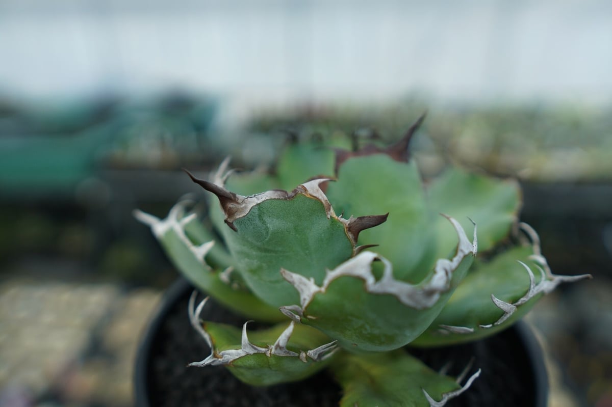 アガベ チタノタ 黒鯨 Agave titanota black whales No.3 |