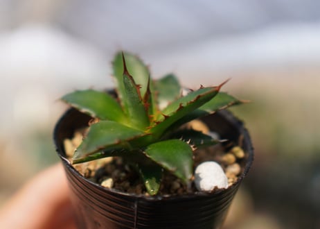 agave　ホリダ