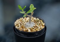 沖縄実生！超緑！最高！ボンバックス！ 沖縄実生！超緑！最高！ボンバックス！ 沖縄実生！超緑！最高