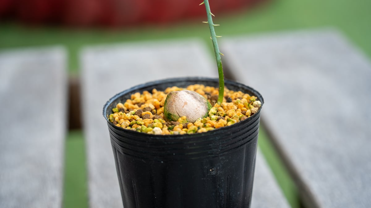 10cm 期間限定出品 サイカス カイルンシアナ 赤肌 丸株のみセレクト