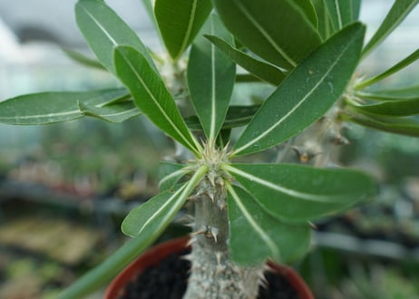 パキポディウム　デンシフローラム　Pachypodium densiflorum　No.2