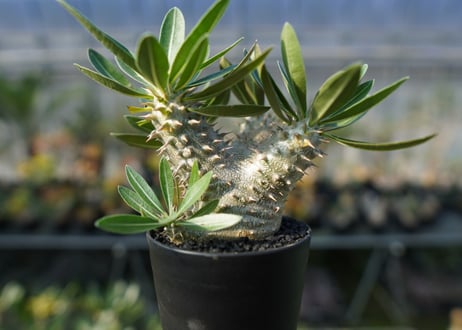 パキポディウム　伊藤ハイブリッド　Pachypodium 'Itoh Hybrid'