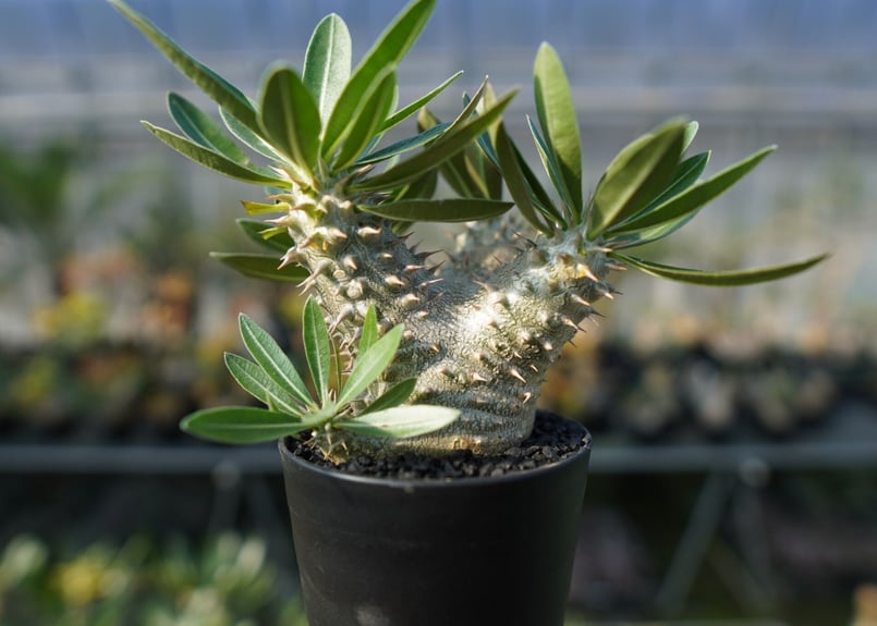 パキポディウム伊藤ハイブリッド　特大株❗️ パキポディウム 伊藤ハイブリッド 2頭 | GREEN LUCK